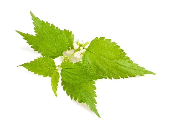 Nettle with flowers — Stock Photo, Image