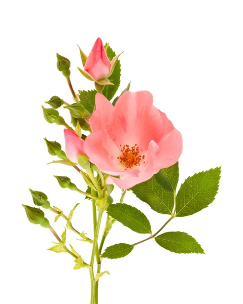 Dog rose — Stock Photo, Image