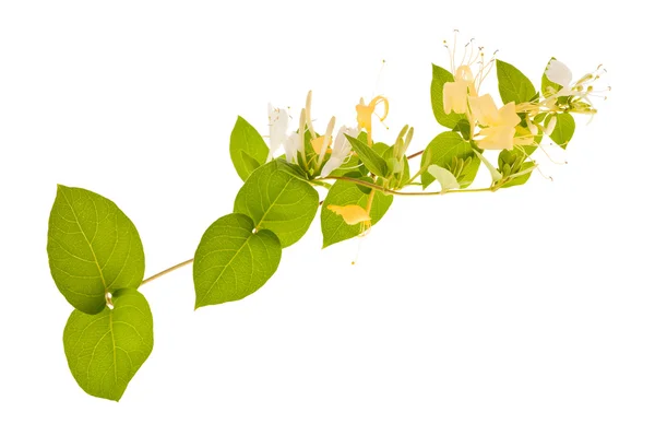 Honeysuckle — Stock Photo, Image