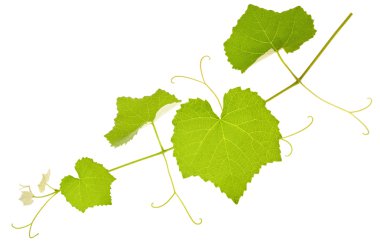 vine branch clipart