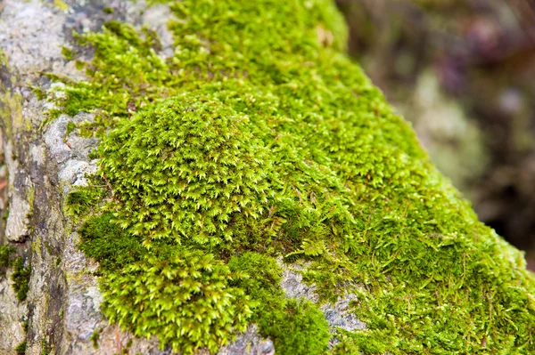 Moss. —  Fotos de Stock