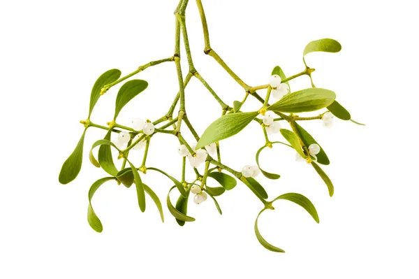Mistletoe branch — Stock Photo, Image