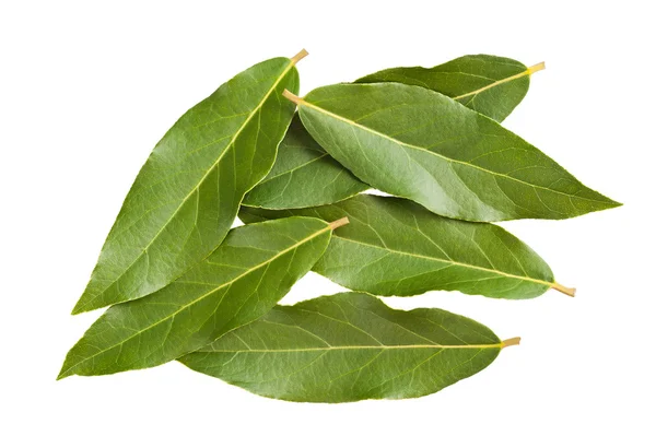 Laurel leaves — Stock Photo, Image