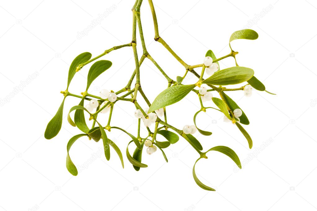 mistletoe branch