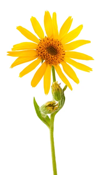 Arnica montana — Φωτογραφία Αρχείου