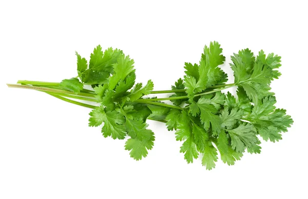 Coriander — Stock Photo, Image