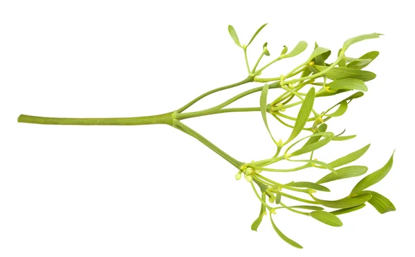 Mistletoe branch — Stock Photo, Image