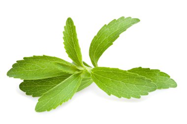 Stevia yaprağı
