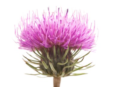 thistles clipart