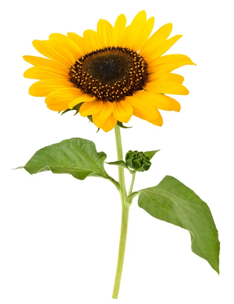 Sonnenblume — Stockfoto