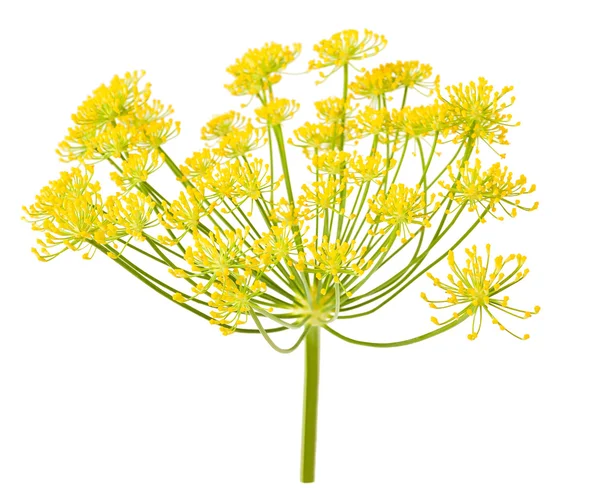 Wild fennel flowers — Stock Photo, Image