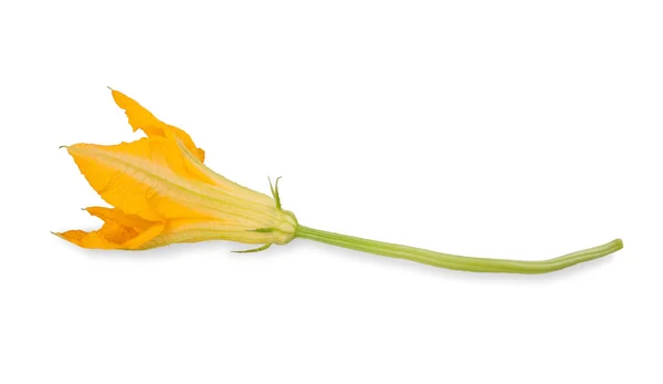 南瓜の花 — ストック写真