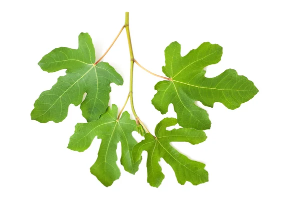 Fig branch — Stock Photo, Image