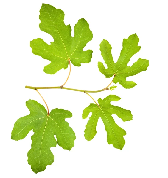 Fig branch — Stockfoto