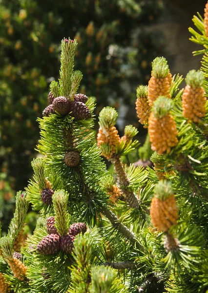 Mugo pine — Stock Photo, Image