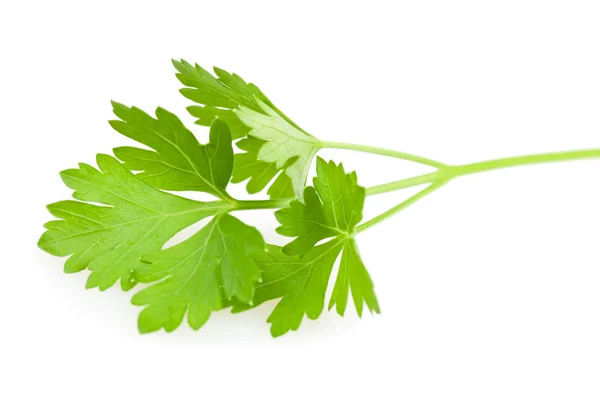 Parsley — Stock Photo, Image