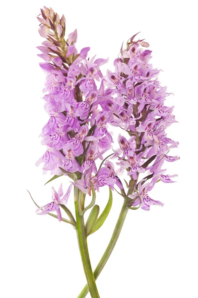 Orchidée sauvage — Photo
