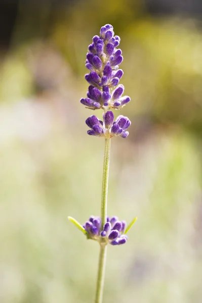 Lavendel blomma — Stockfoto