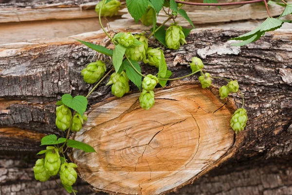 Hops — Stock Photo, Image