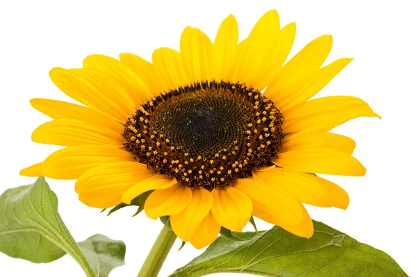 Girasole — Foto Stock