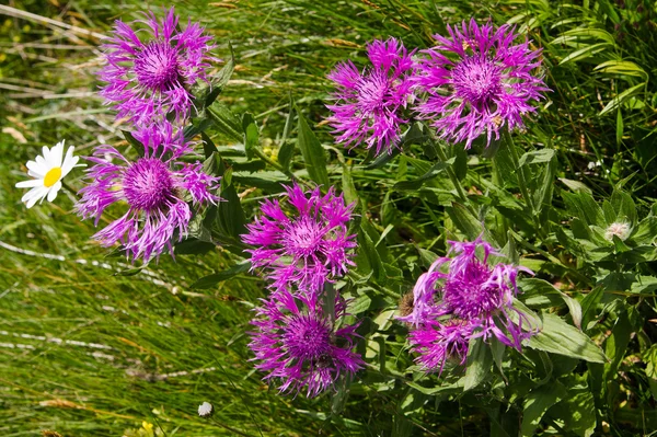 Flores de maíz — Foto de Stock