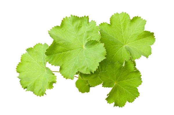 Lady 's Mantle — Fotografia de Stock