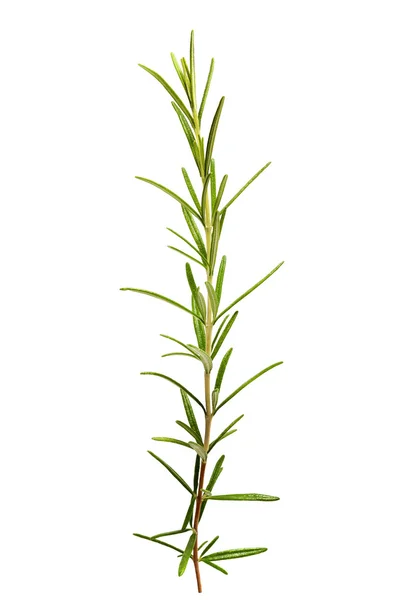 Rosemary Stock Picture