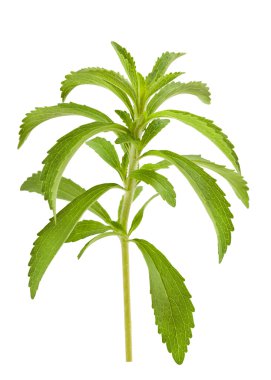 Stevia Şubesi