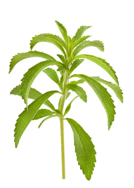 Ramo stevia — Fotografia de Stock