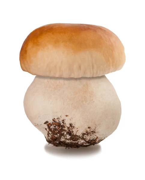 Mushroom — Stock Photo, Image