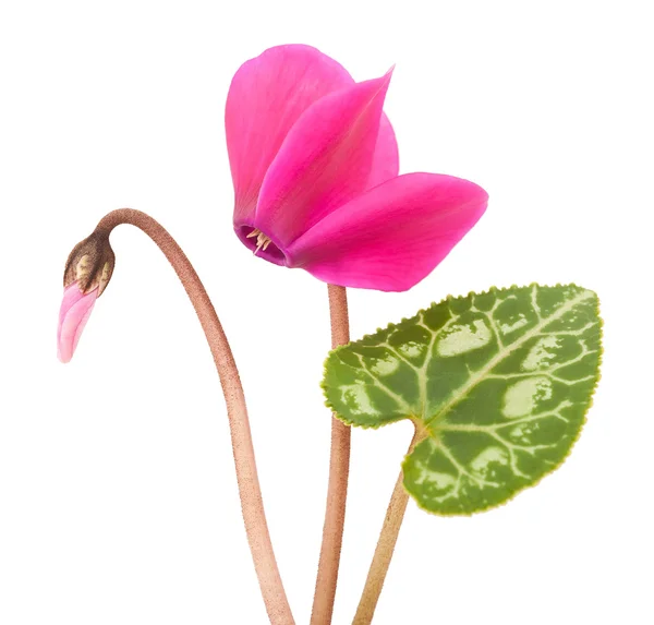 Cyclamen — Stock Photo, Image