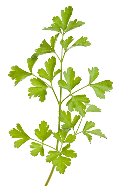 Parsley — Stock Photo, Image