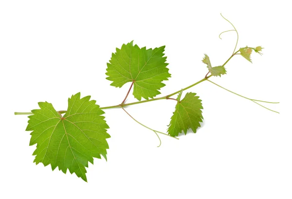 Folhas de vinha — Fotografia de Stock