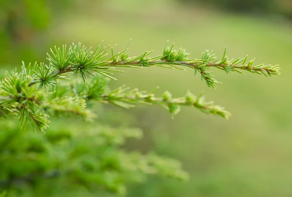 Pine branch — Stock Photo, Image