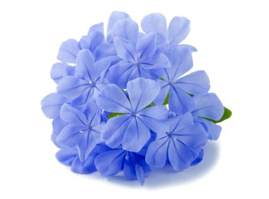 Plumbago