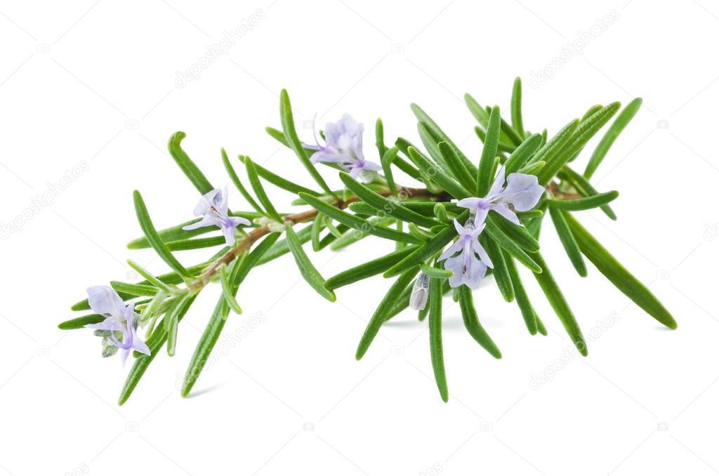 rosemary