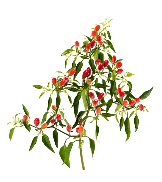 Peperoncino — Foto Stock