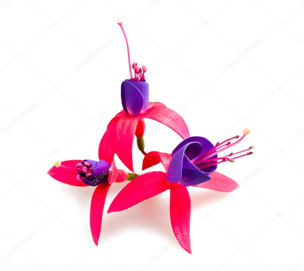 Fuchsia flowers