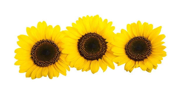 Girasoles — Foto de Stock