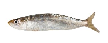 sardalya