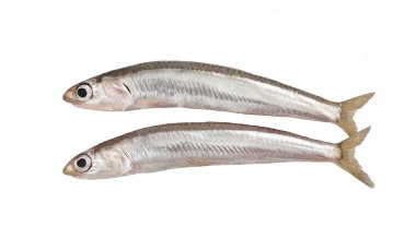 Sand smelts clipart