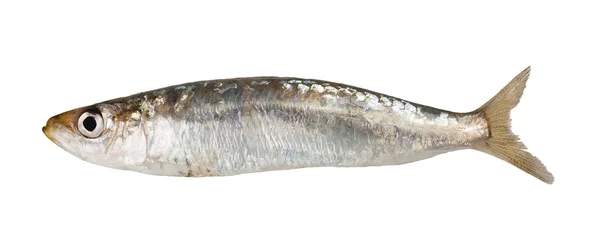 Sardine — Stockfoto