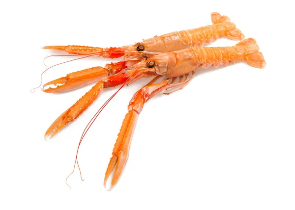 Scampi 's — Stockfoto