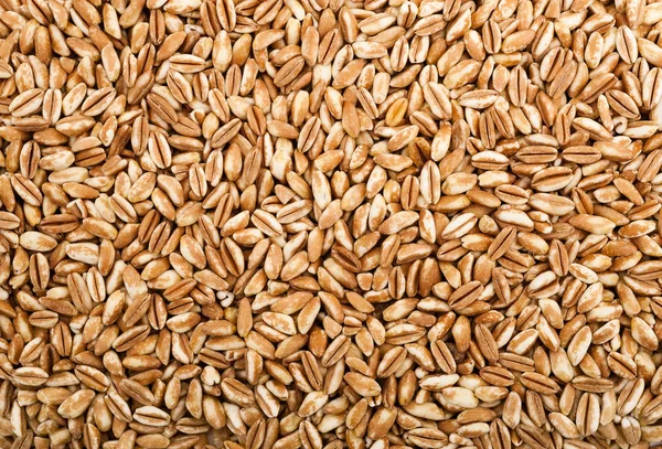 Pšenice špalda — Stock fotografie