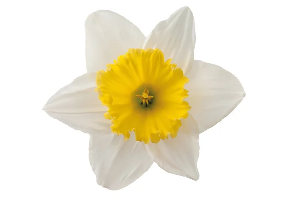 Daffodil branco — Fotografia de Stock