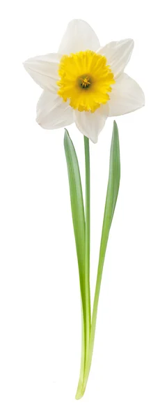 Daffodil branco — Fotografia de Stock