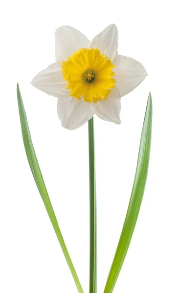 White daffodil — Stock Photo, Image