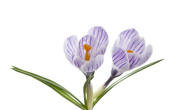 Krokusblüten — Stockfoto