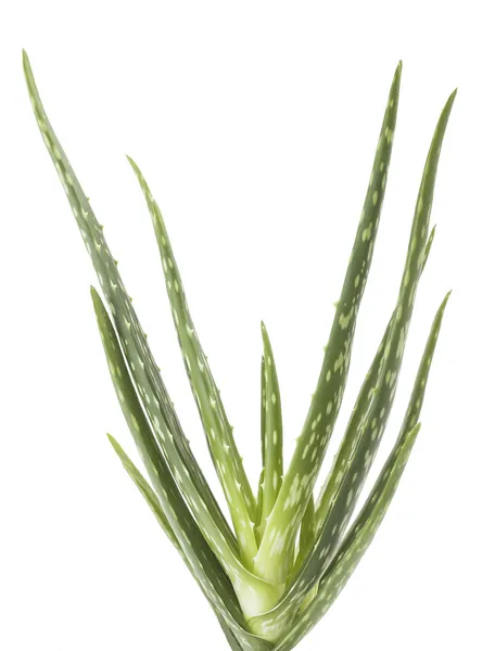 Aloe vera növény — Stock Fotó