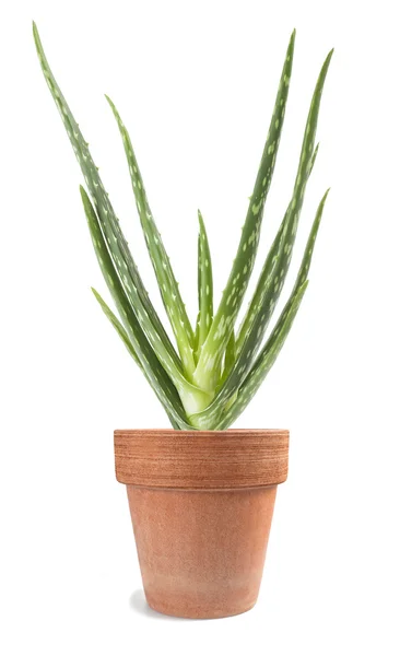 Pianta di aloe vera — Foto Stock